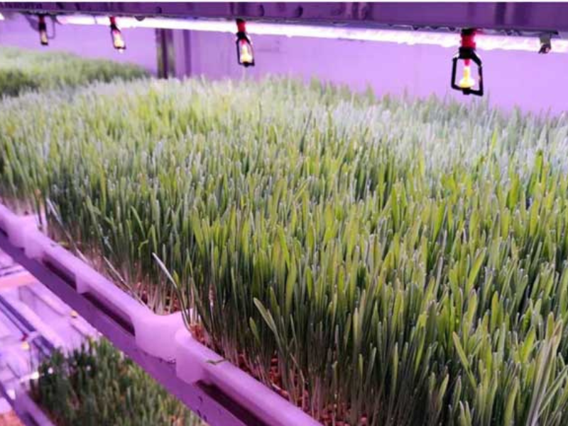 کشت علوفه هیدروپونیک