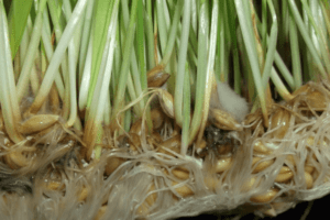 علوفه هیدروپونیک کپک زده