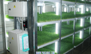 رعایت نکات بهداشتی در گلخانه علوفه هیدروپونیک