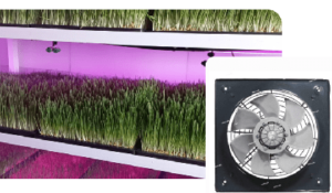 تهویه گلخانه علوفه هیدروپونیک