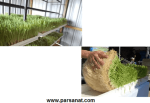 علوفه هیدروپونیک