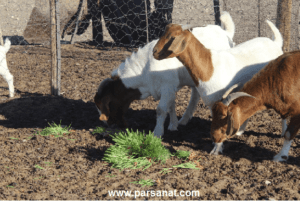 علوفه هیدروپونیک برای دام