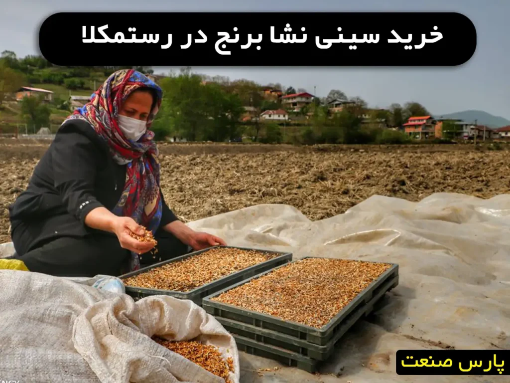 خرید سینی نشا برنج در رستمکلا
