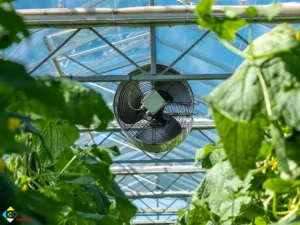 فن سیرکوله گلخانه