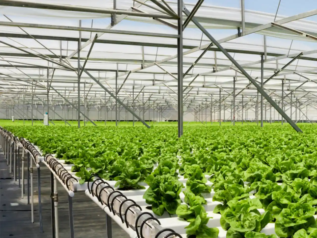 هزینه ساخت گلخانه هیدروپونیک چقدر است؟