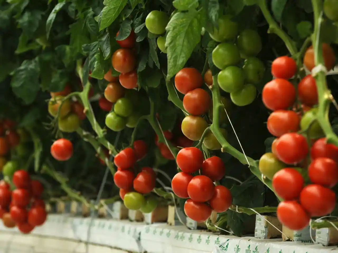 طرح توجیهی گلخانه هیدروپونیک