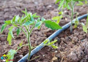 نوار تیپ گوجه فرنگی