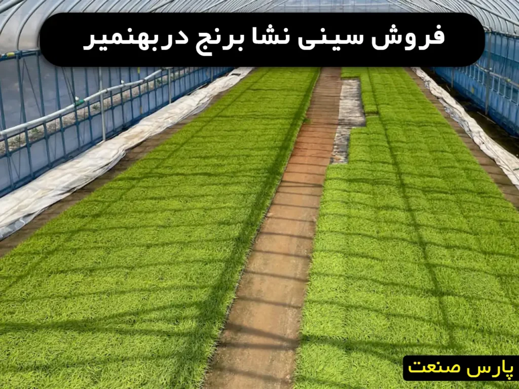 سینی نشا برنج در بهنمیر