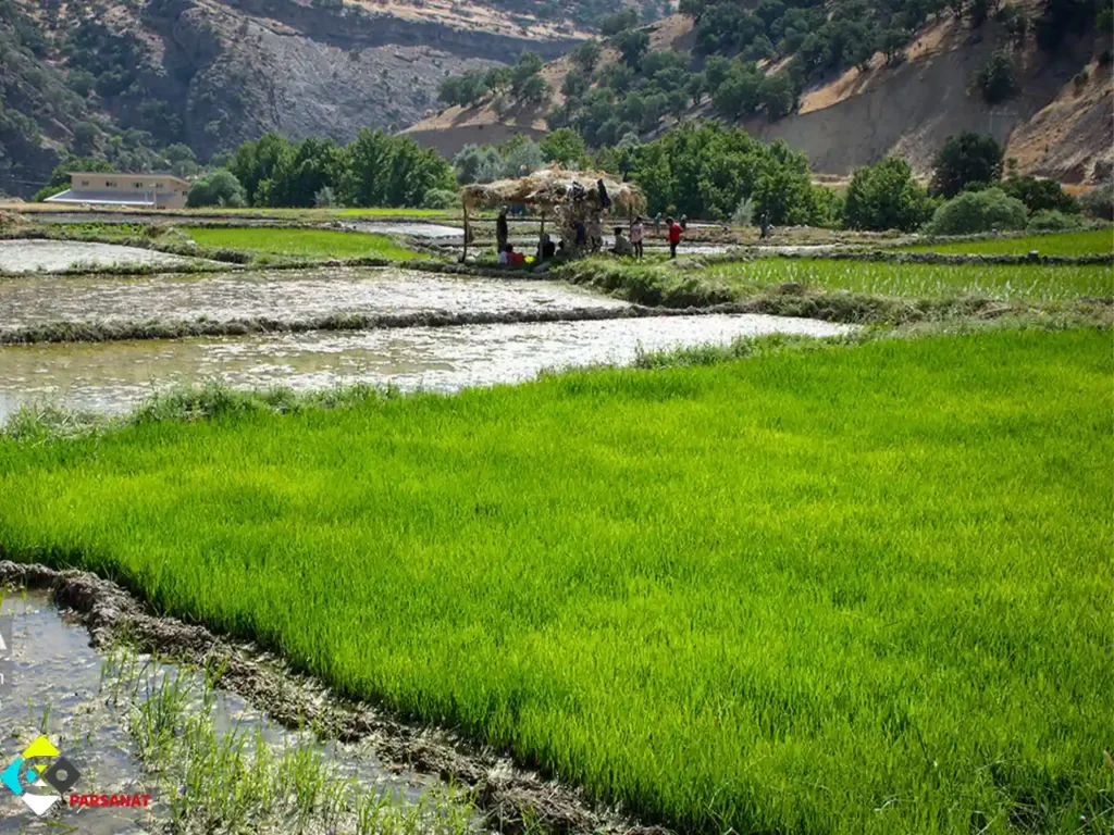 خرید سینی نشا برنج در یاسوج