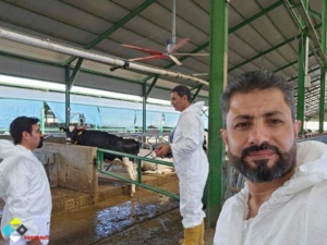 نصب مه پاش در دامداری