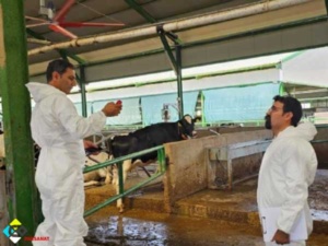 نصب مه پاش در گاوداری