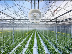 محاسبه تعداد فن گلخانه