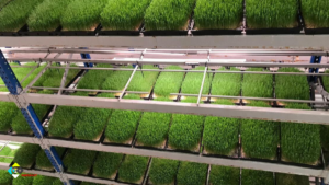 آبیاری گلخانه های هیدروپونیک