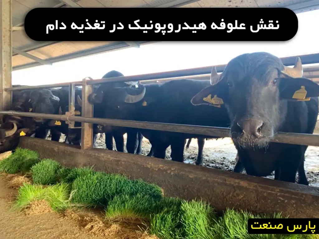 نقش علوفه هیدروپونیک در تغذیه دام