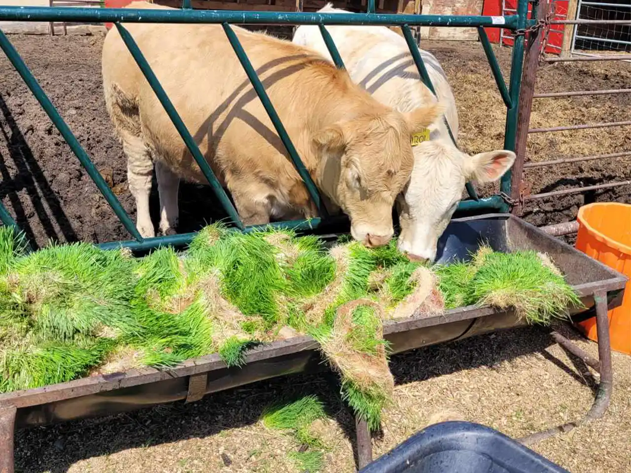 علوفه هیدروپونیک برای دامداری