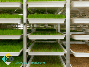 علوفه هیدروپونیک