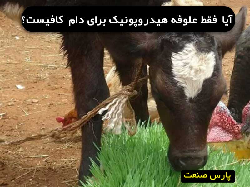 علوفه هیدروپونیک برای دام