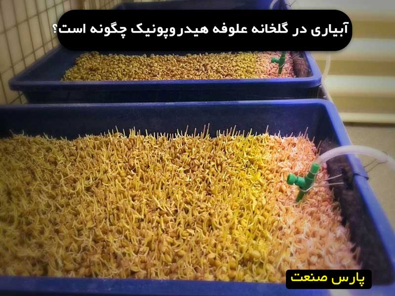 آموزش آبیاری علوفه هیدروپونیک