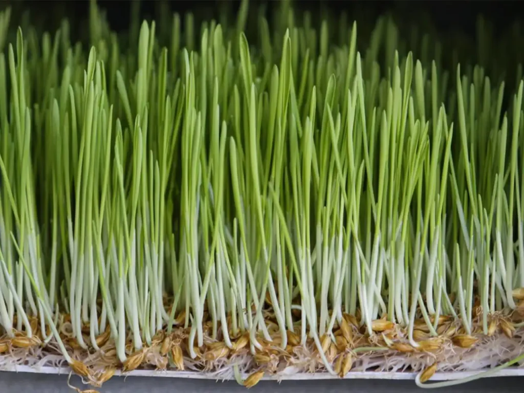 علوفه هیدروپونیک