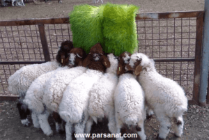 علوفه هیدروپونیک برای دام