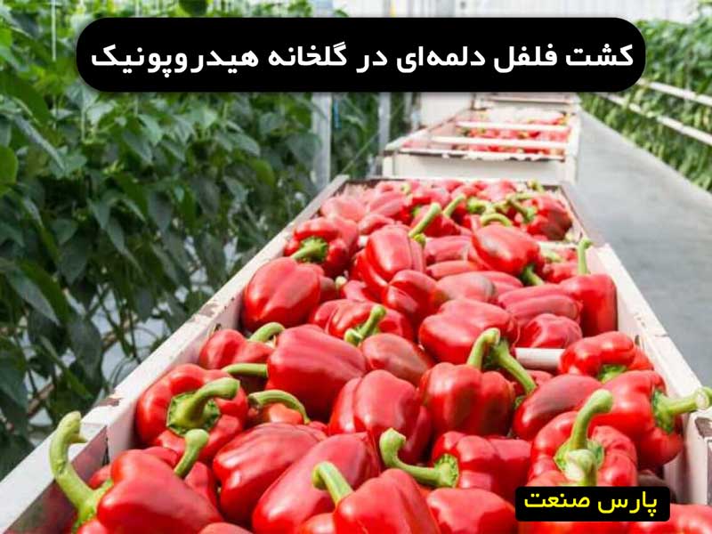کشت فلفل دلمه ای در گلخانه هیدروپونیک