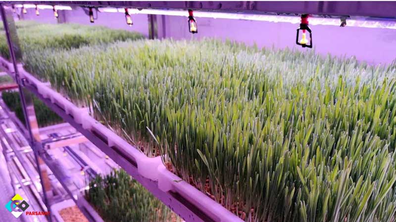 مقایسه علوفه هیدروپونیک با یونجه