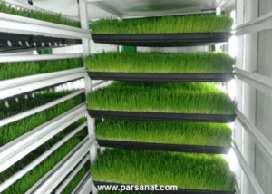 علوفه هیدروپونیک