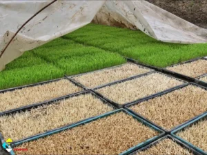 خرید سینی نشا برنج در عباس آباد