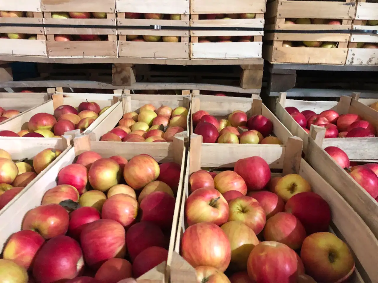 رطوبت رسانی در سردخانه