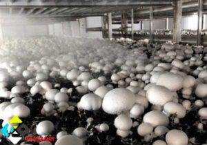 مه پاش سالن قارچ