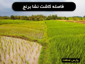 فاصله کاشت نشا