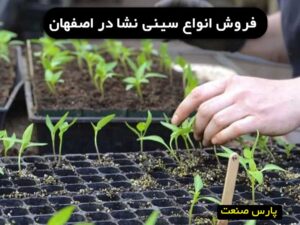 انواع سینی نشا