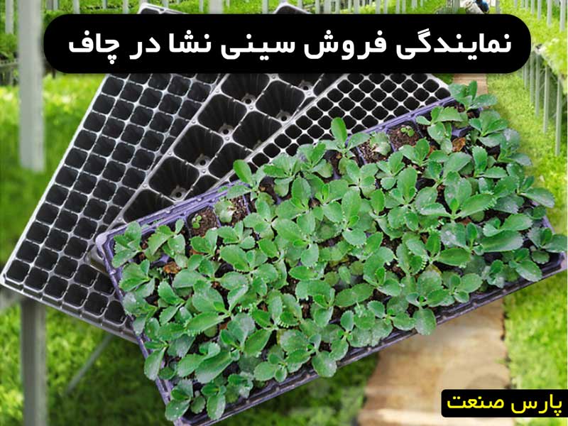 نمایندگی سینی نشا در چاف