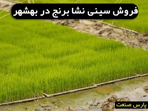 فروش سینی نشا برنج در بهشهر