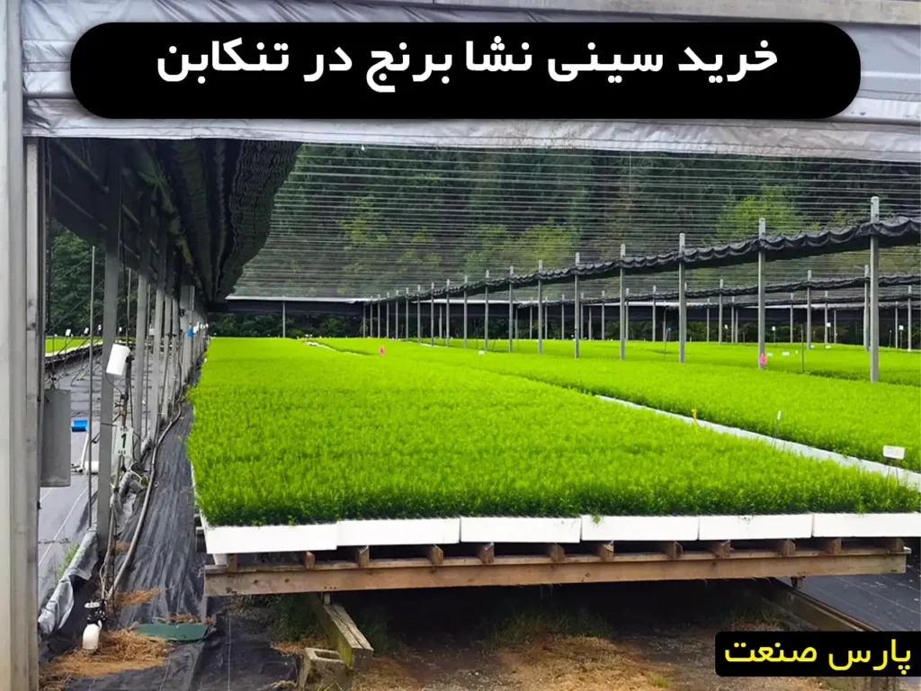 خرید سینی نشا برنج تنکابن