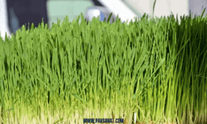 علوفه هیدروپونیک