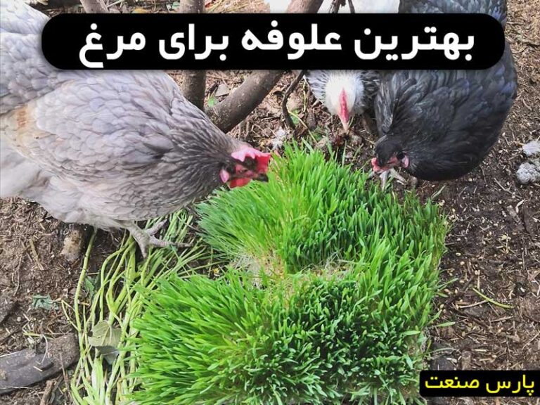 بهترین علوفه برای مرغ
