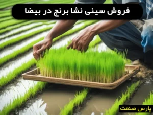 خرید سینی نشا برنج در بیضا