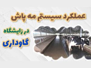 عملکرد سیستم مه پاش در گاوداری