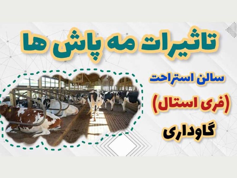 مه پاش گاوداری