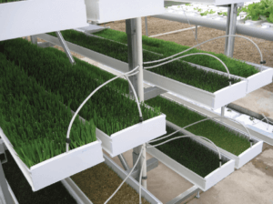 علوفه هیدروپونیک